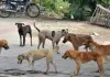 Bihar News: Motihari, Where Streets Are Thronged With Strays Baring Fangs 