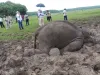 दलदल में फंसने से फ‍िर हुई एक हाथी के बच्चे की मौत