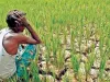 किसानों की खत्म करने की साजिश है तीनों कृषि अध्यादेश : कांग्रेस