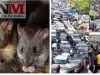 Muzaffarpur मे चूहे की वजह से लग रहा शहर में भीषण जाम, जानिए क्या है वजह?