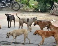 Bihar News: Motihari, Where Streets Are Thronged With Strays Baring Fangs 