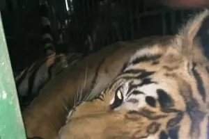 Strayed Bengal Tiger joins its family; district recalls three days of thrills and spills