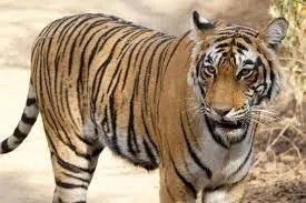 आदमखोर बाघ का फिर हमला, खेत में काम कर रही पत्नी से छीन ले गया उसका पति