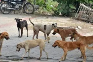 Bihar News: Motihari, Where Streets Are Thronged With Strays Baring Fangs 