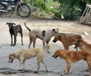 Bihar News: Motihari, Where Streets Are Thronged With Strays Baring Fangs 