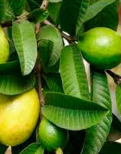 WhatsApp Image 2023-06-07 at 5.34.32 PM (1)