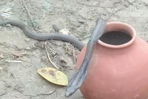 जींस में घुसा जहरीला सांप, चार घंटे की मशक्कत के बाद बची जान