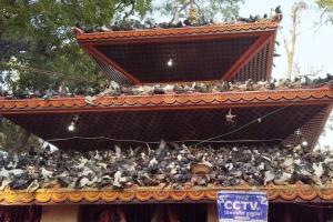 COURT ORDER DEFY; GARHI MAI MELA WITNESS THOUSANDS OF SACRIFICE