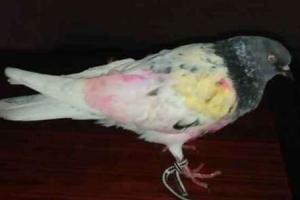 पठानकोट सेक्टर से सेना ने पकड़ा पाकिस्तानी कबूतर