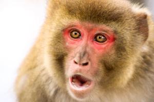 सुप्रसिद्द कवि के घर को बंदरों के एक परिवार ने किया कब्ज़ा, प्रशासन ने खड़े किये हाँथ