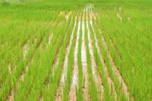 बैठक में कृषि मंत्री नदारद, किसानों ने जताई नाराजगी और जारी रहेगा आंदोलन