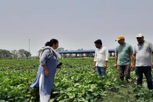 हरी खाद मिट्टी के लिए अमृत के समान:कृषि वैज्ञानिक