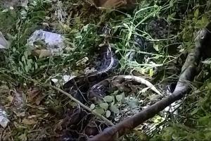 मोतिहारी में 12 फीट लंबा अजगर मिलने से हड़कंप, ऐसे किया गया रेस्क्यू