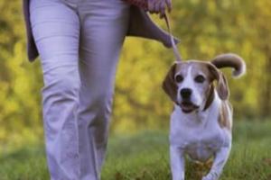 डॉक्टर ने खड़ा कर दी अपने हाथ, पालतू कुत्ते ने बचा ली अपने मालिक की जान