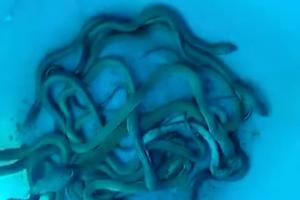 70 वर्ष पुराना घर में निकला 30 से आधिक गेहूंअन सांप, सांपों की उम्र 2 से 3 माह के बीच का है   