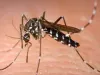 बिहार में बढ़ा डेंगू का खतरा, अब तक 15 मरीज आ चुके हैं सामने